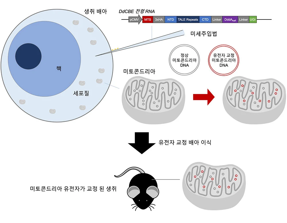 ▲ DdCBE 미세주입법을 이용한 미토콘드리아 DNA 교정 생쥐 제작