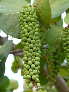 Coccoloba uvifera - Raisinier bord de mer 