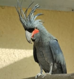 Palm Cockatoo Picture