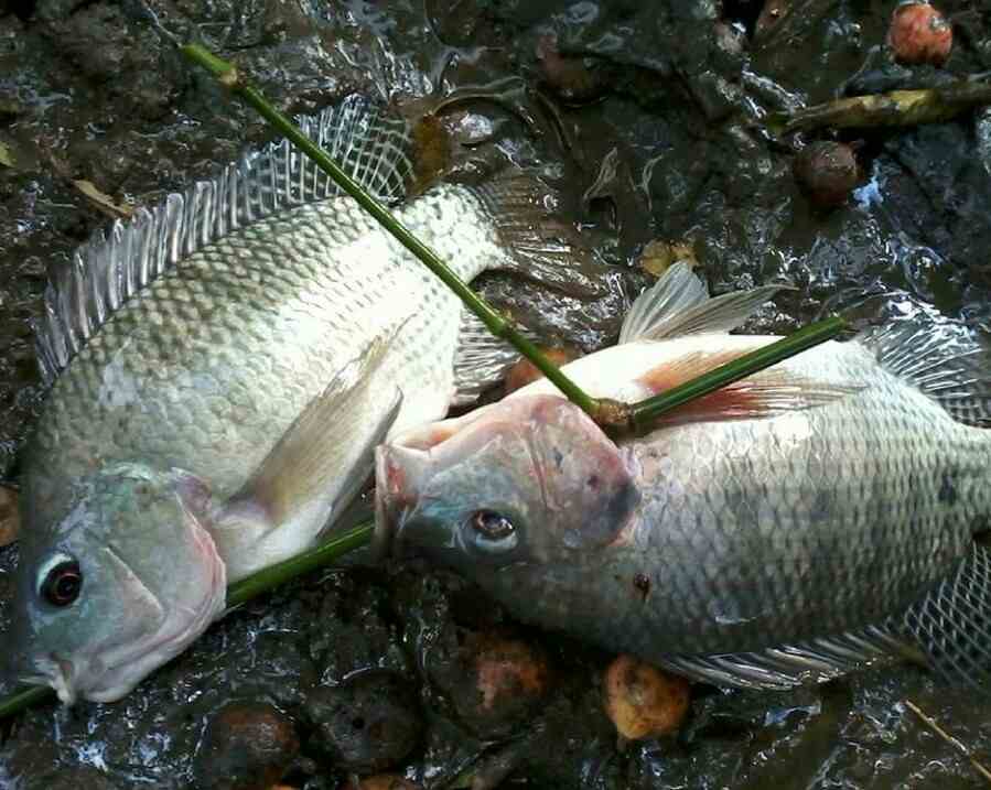 Umpan Mancing Ikan Nila  Paling Jitu Hobi Mancing 