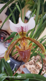 orquidea- sapatinho-orquidea- queixada