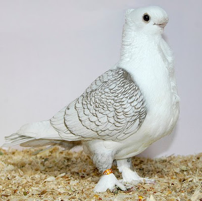 Satinette Blondinette Hunkari Oriental Frills Pigeon