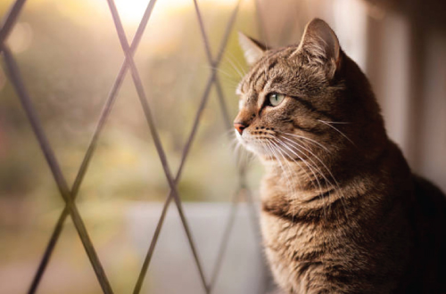 cat looking out window