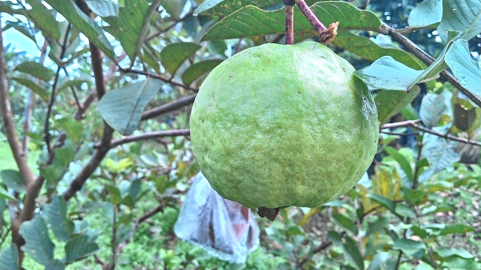 Apa Perbedaan Jambu Kristal dan Jambu Mutiara ?  -Petani TOP-