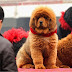 The Most Expensive Dog Ever Sold 2012 May