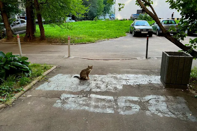 2-я Новоостанкинская улица, дворы, кот