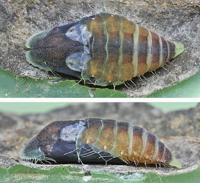 The next day the adult butterfly emerges from the mature pupa
