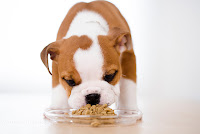 Feeding Bulldog Puppy