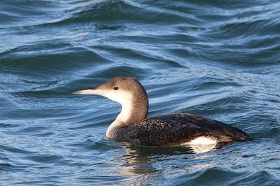 Bûnte Seedûker - Parelduiker - Gavia arctica