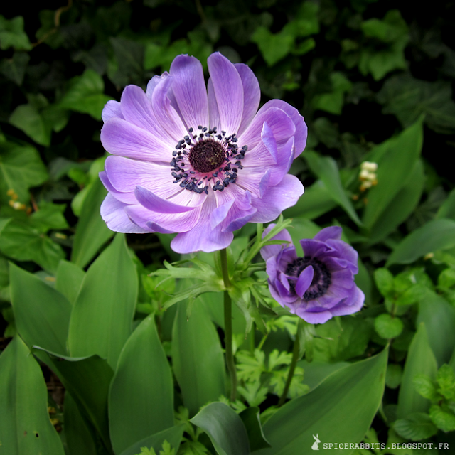 Anémone coronaire de Caen - Anemone coronaria - http://spicerabbits.blogspot.fr/