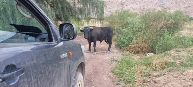 Wenn der Stier es mit uns aufnimmt könnte es beträchtliche Schäden am Auto verursachen.