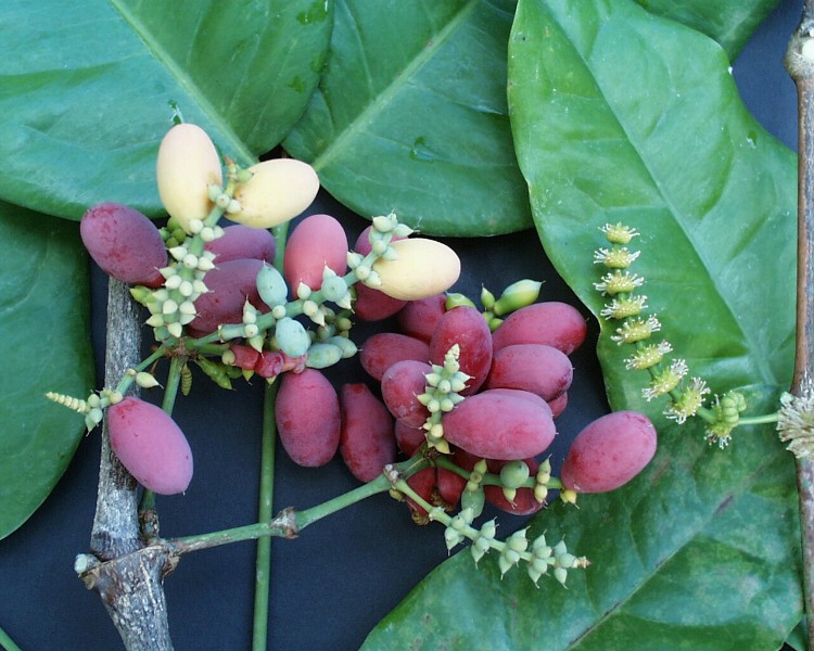 plantae TUMBUHAN BERBIJI SPERMATOPHYTA 