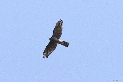 "Eurasian Sparrowhawk - Accipiter nisus,winter visitor by no means common scanning for prey."