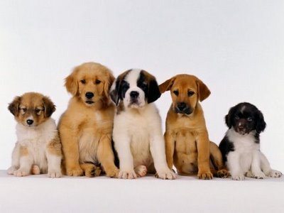 Cutepuppies Wallpaper on Cute Dogs And Puppies Flickzzz Com 027 768758 Jpg