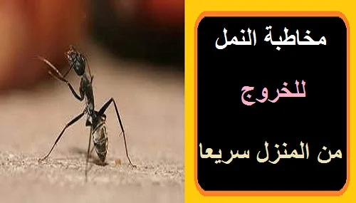 مخاطبة النمل للخروج من المنزل