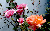 Rosas