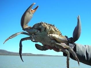 Morton Bay Mud Crab, Queensland