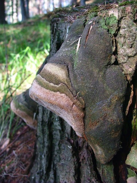 Phellinus hartigii