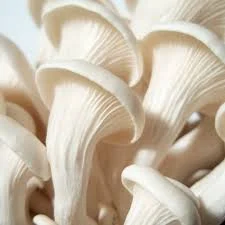 Mushrooms : Rich Of Pharmacological Active Compound