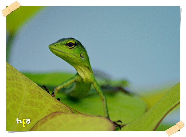 angui, chameleon, mimikri, penyamaran, adaptasi