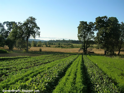 Organic Farm