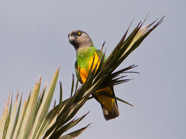 Senegal papağanı