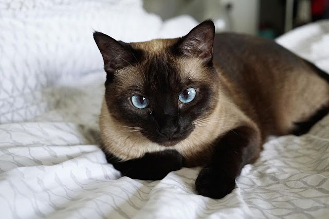 Siamese cat