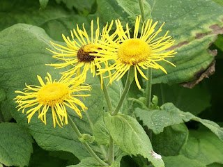 Télékie élégante - Télékie splendide - Telekia speciosa