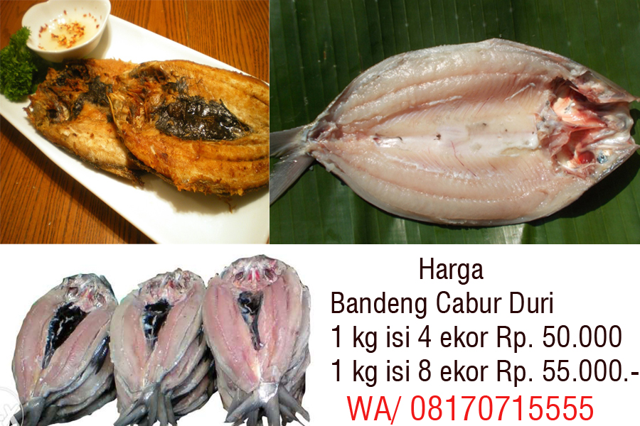 Burung Puyuh Malon: Harga