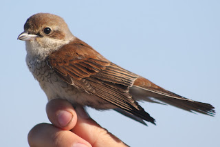 Female Red-backed Shrike