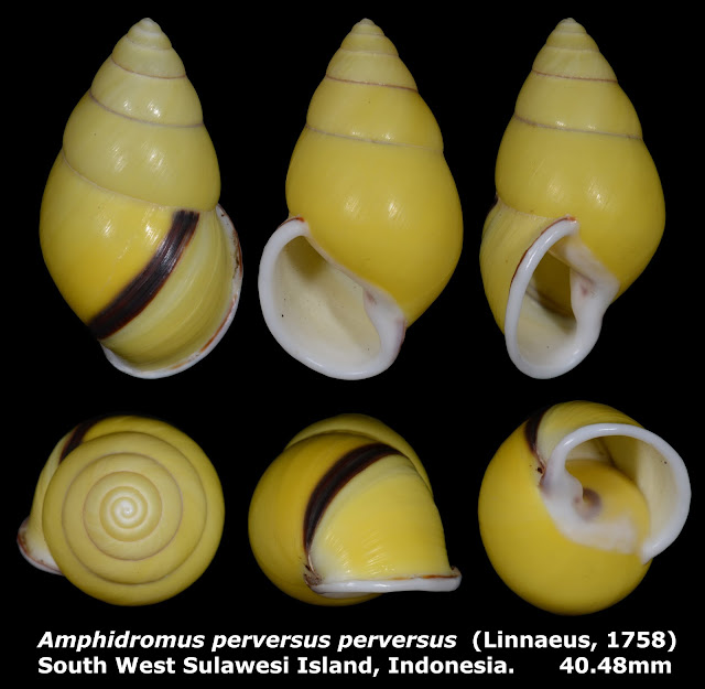 Amphidromus perversus perversus 40.48mm