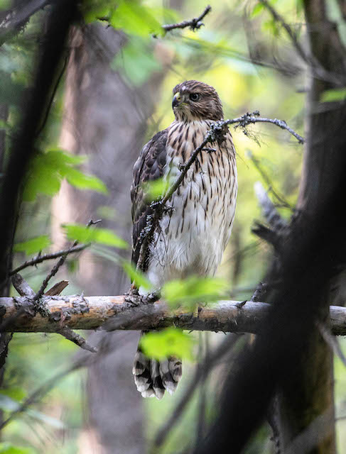 Cooper's hawk in Glacier campground near Glacier National Park