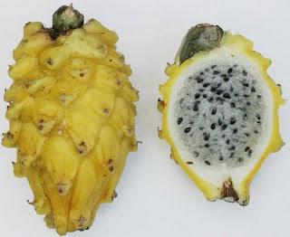 Buah Naga Kuning