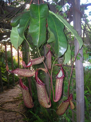 Nepenthes Termostato