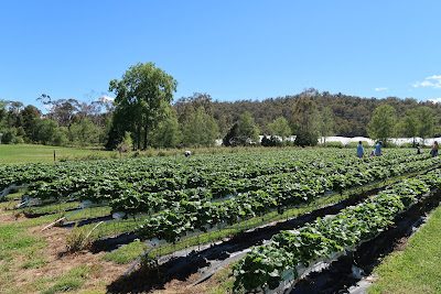 Hillwood Berry Farm