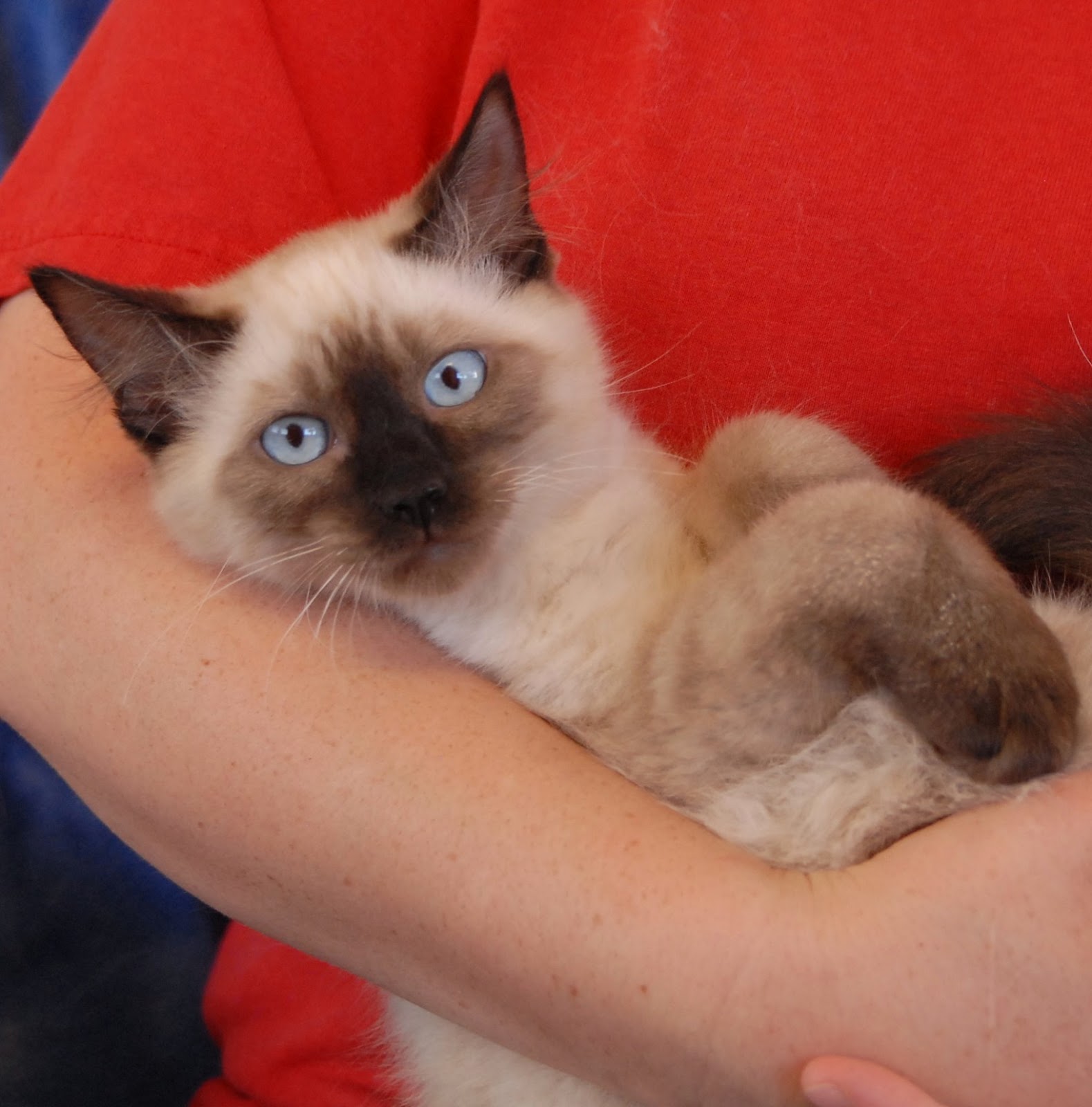 36 Top Photos Siamese Cat Adoption Seattle / Siamese kittens for sale FOR SALE ADOPTION from Stonewood ...