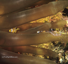 Anemone with shrimp (Periclimenes longicarpus) and juvenile fish (Amphiprion bicinctus)
