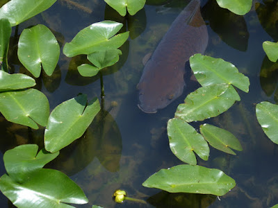 山田池公園 コウホネの池 鯉