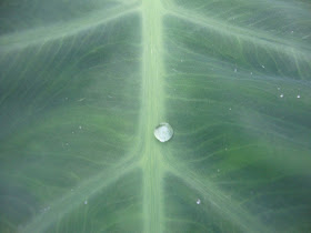 Water droplet on a leaf, (c) 2012 by Maja Trochimczyk