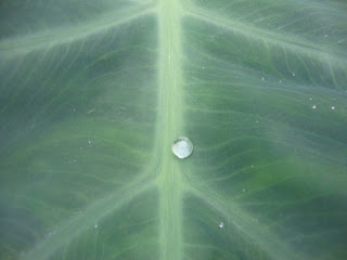 Water droplet on a leaf, (c) 2012 by Maja Trochimczyk