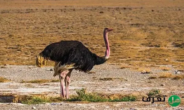 أكبر طائر في العالم