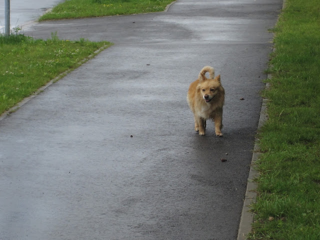 Homeless dog Lithuania