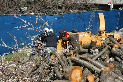 cherry tree wood plans