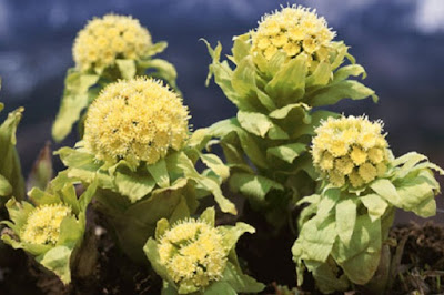 Hoa Butterbur có thể chống lại dị ứng