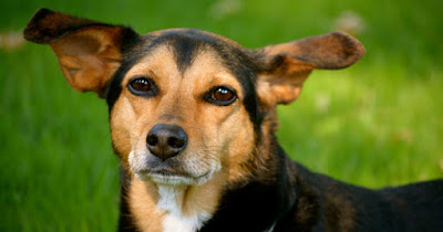 Beagleman (Beagle Doberman Pinscher mix) Temperament, Size, Lifespan, Adoption