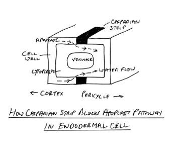 how Casparian strip blocks apoplast in endodermal cell