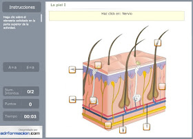 http://www.ceiploreto.es/sugerencias/florentino/laminas_interactivas/piel01/actividad.html