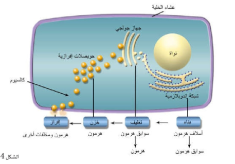 نقل الهرمونات في الدم Transport of Hormones in Blood