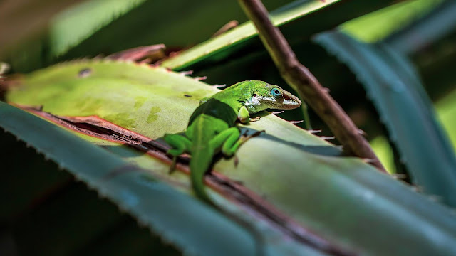 Green Lizard, Reptile, Nature