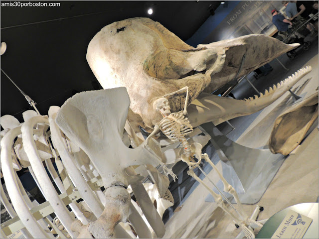 Esqueletos de un Cachalote y un Hombre en el Museo de las Ballenas de New Bedford